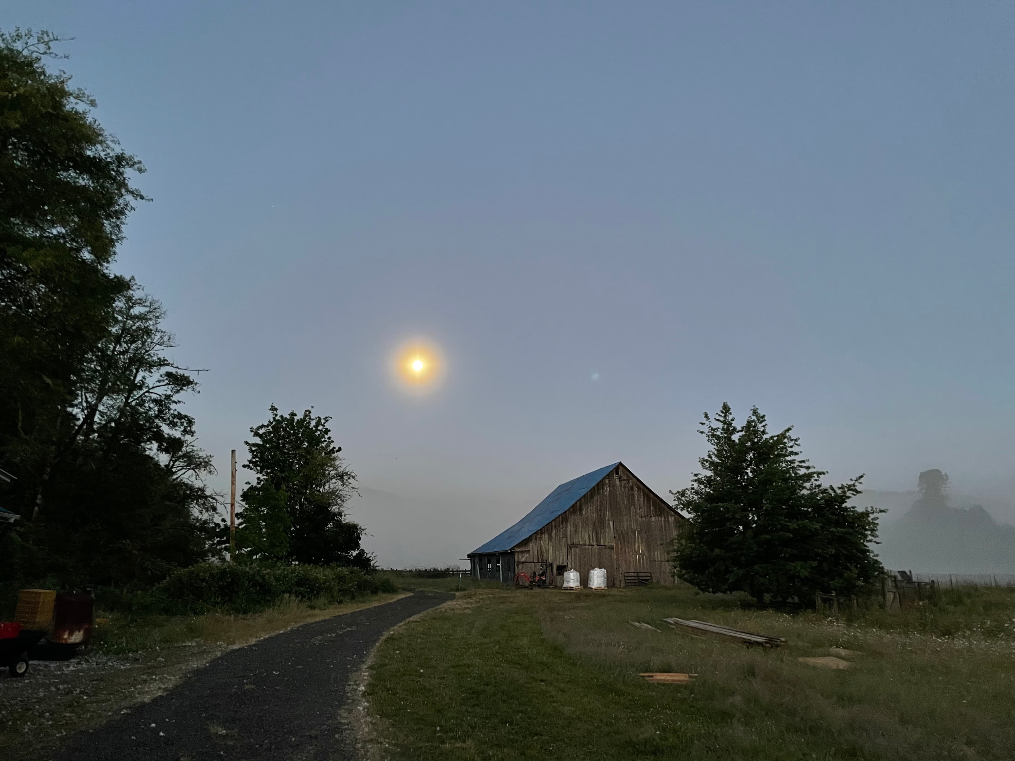 Curing Garlic image 2