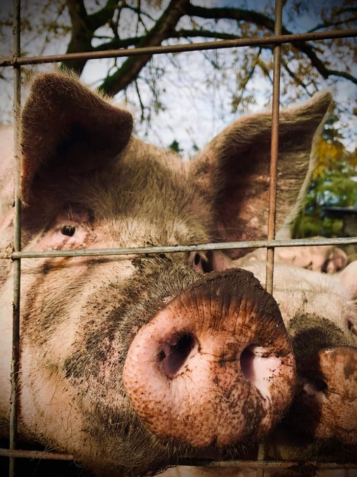 Piggy Plates image 1