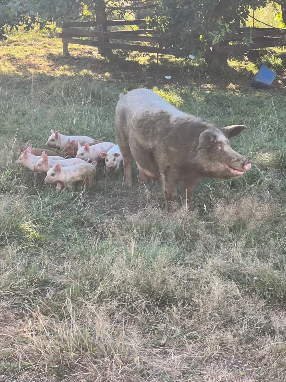 Born Under the Oak Tree image 1