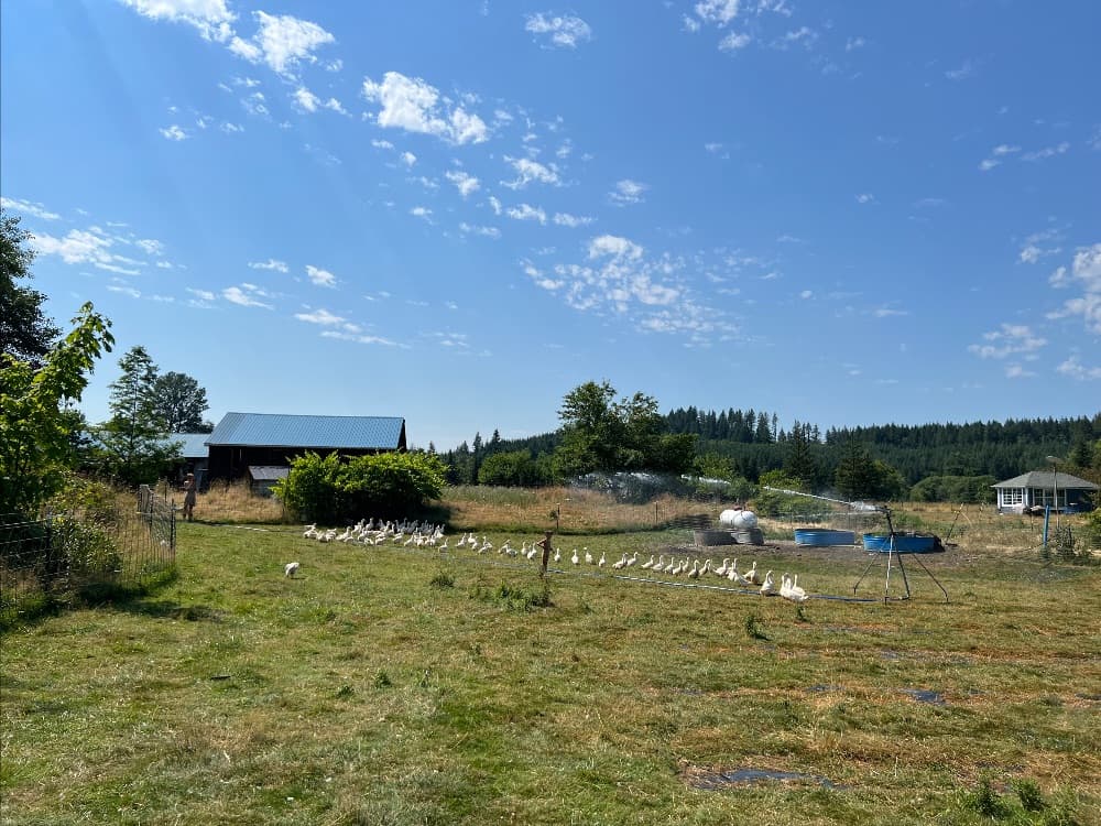 Born Under the Oak Tree image 2