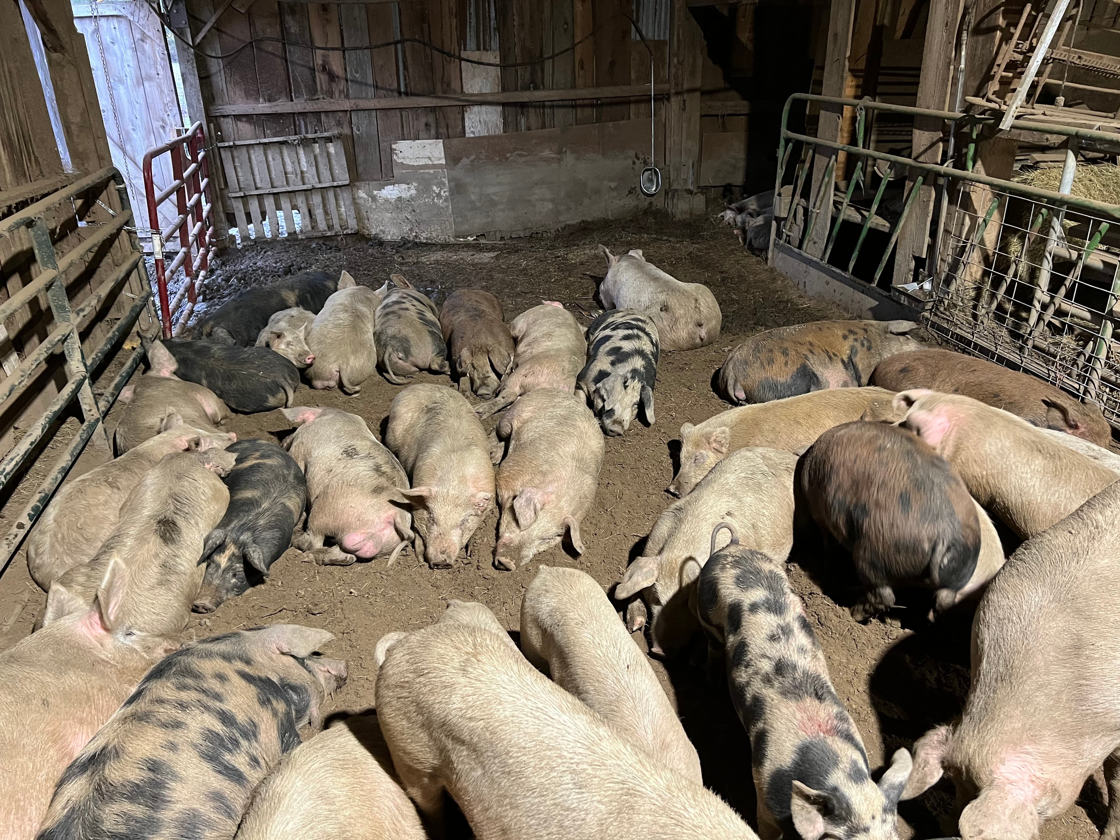 Flood Watch, Chainsaws, Rising Rivers and Rainbows image 4