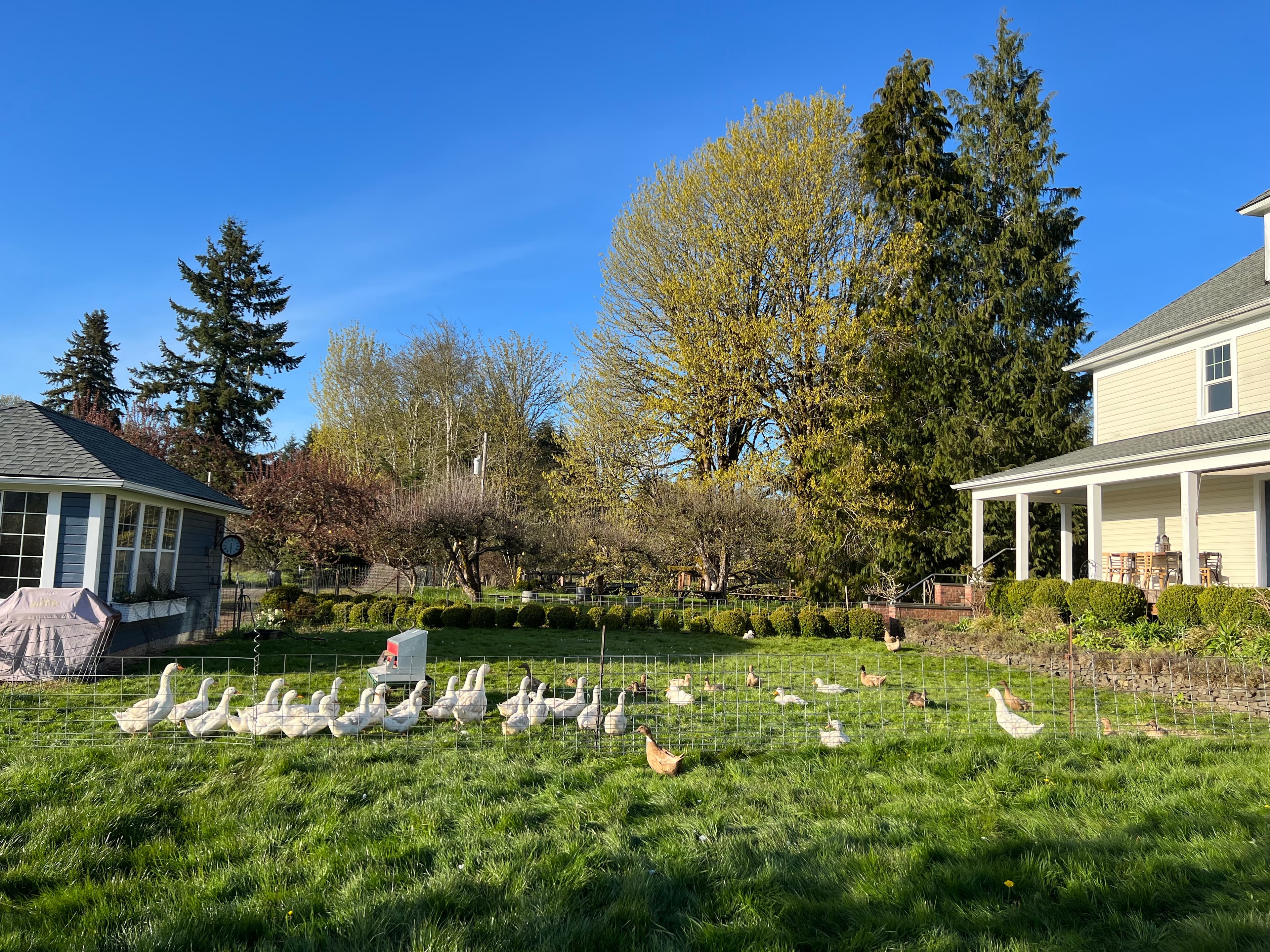 Spring Babies on Pasture image 1