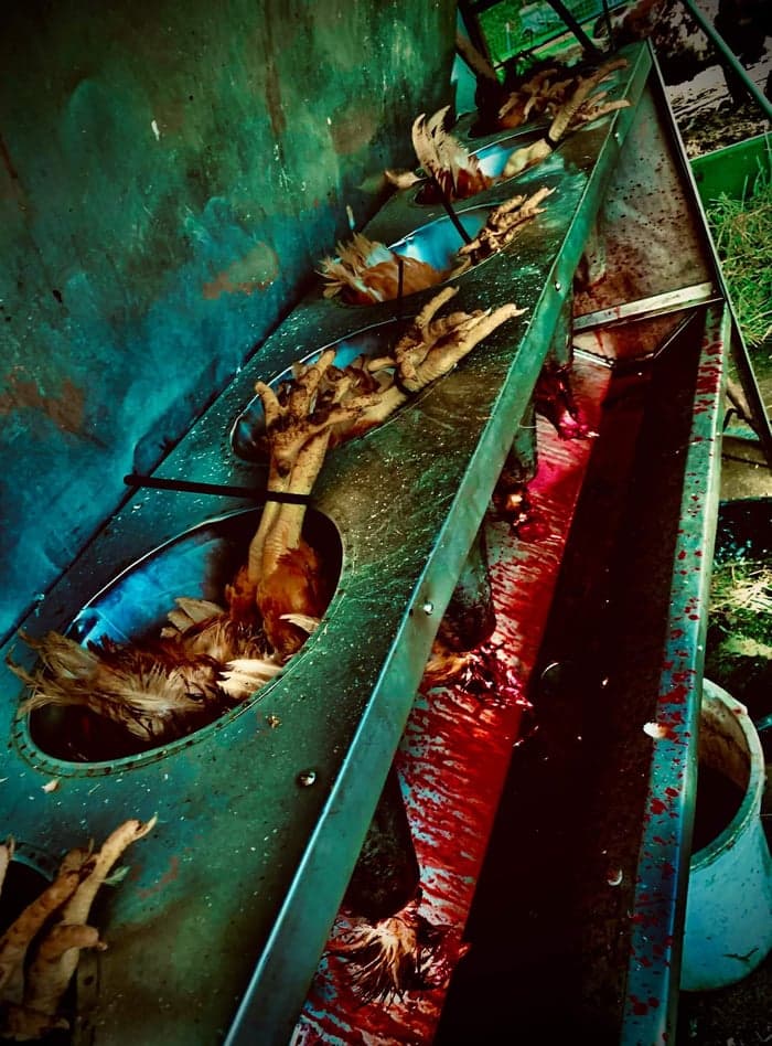 The Farm is Calling image 4