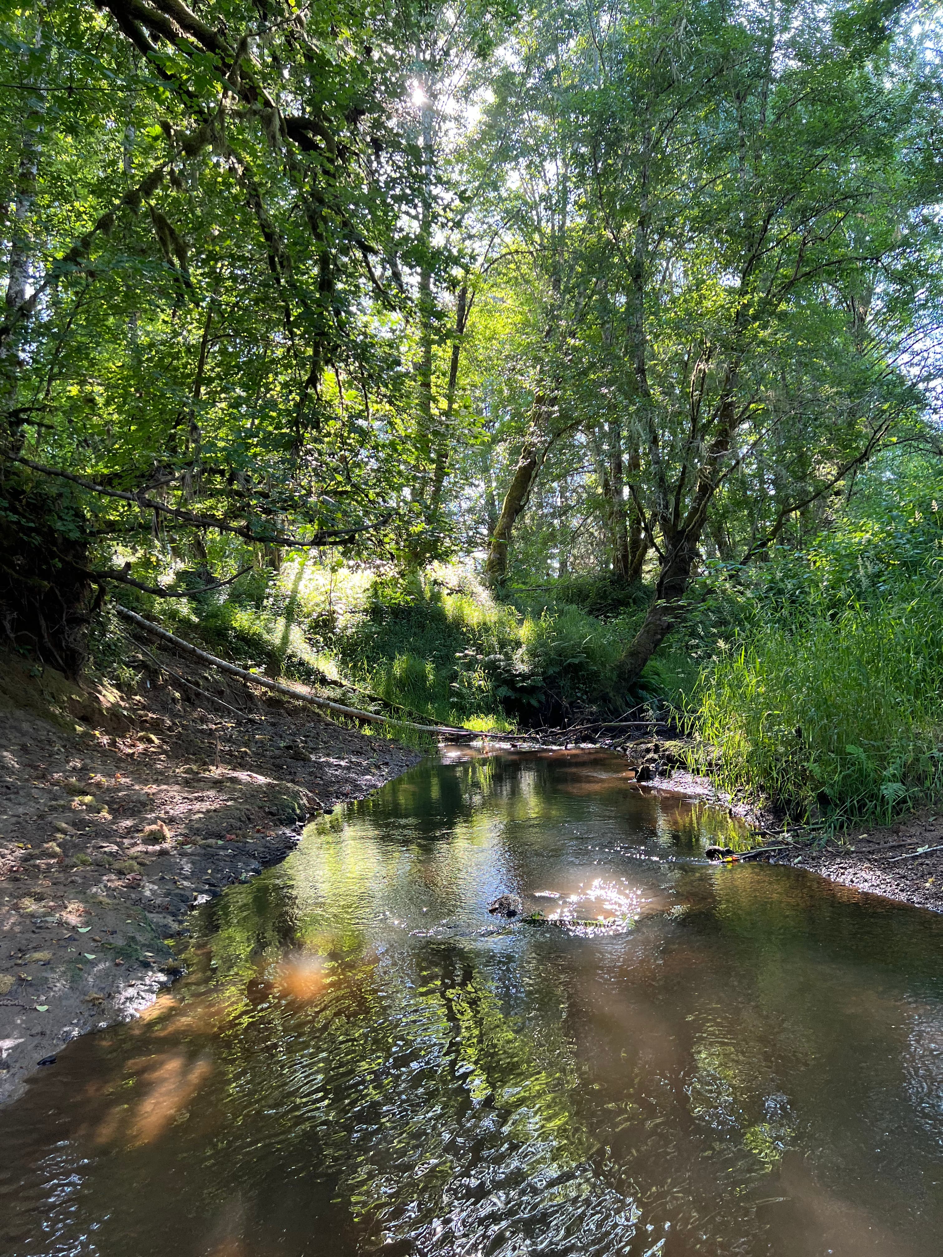 The Oregon Coast image 6