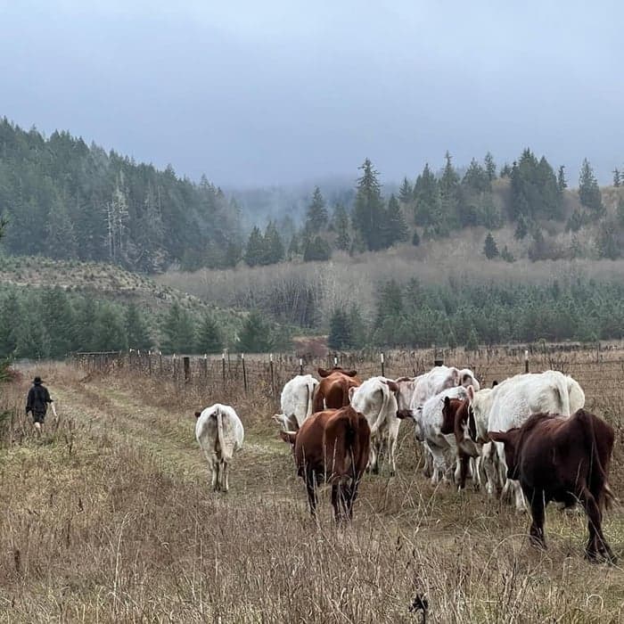 When Pigs Escape. Life Lessons from the Farm.