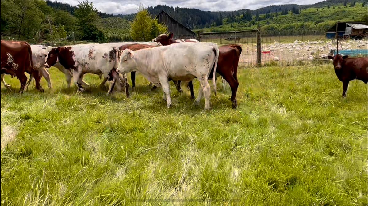 Cows and ducks together at Neverstill Ranch pasture.